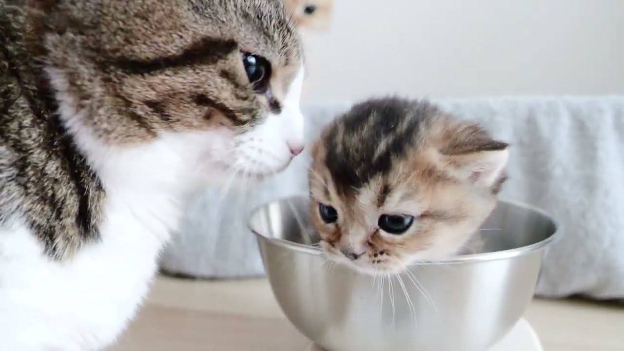 Daddy cat Coco often come to see the kitten's weight measurement