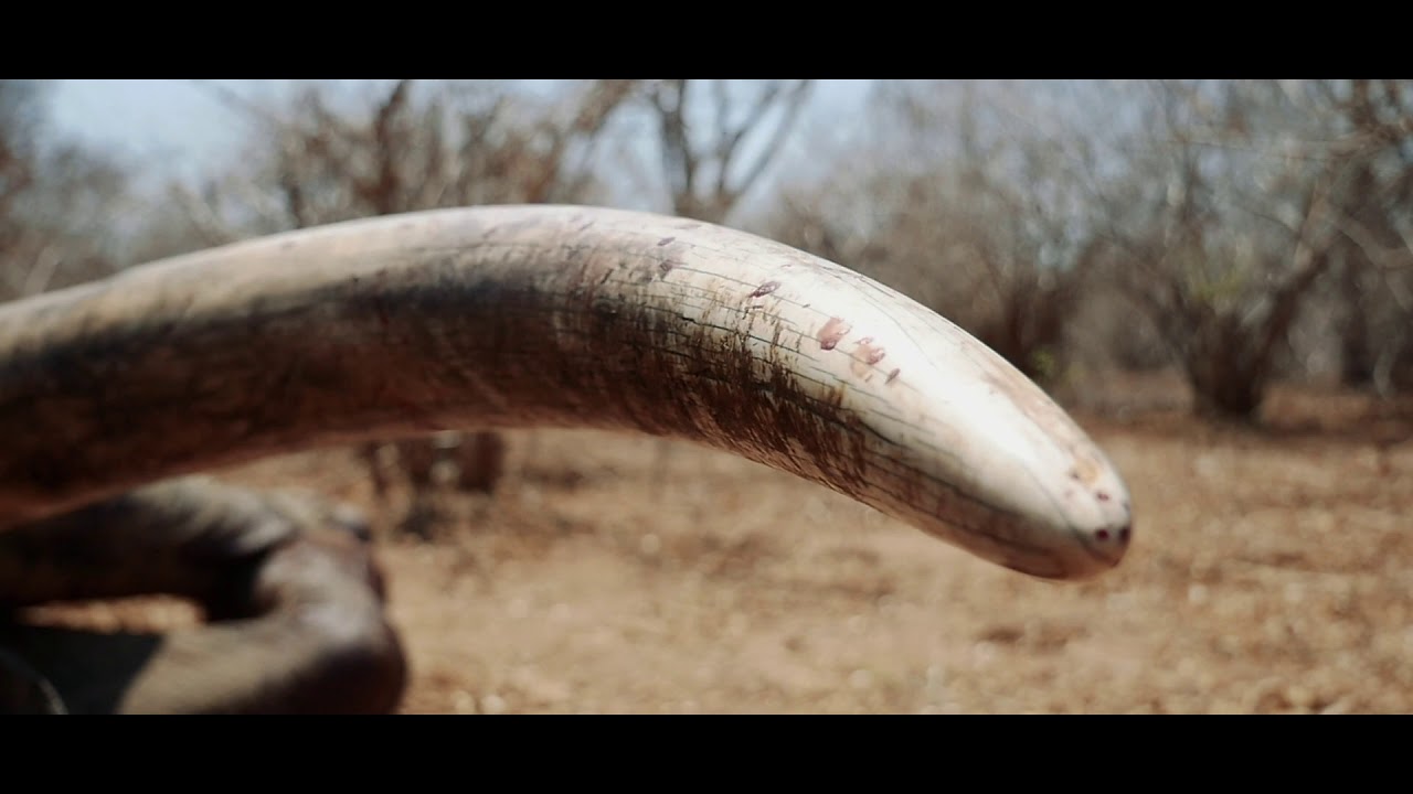 Zimbabwe Elephant Hunt