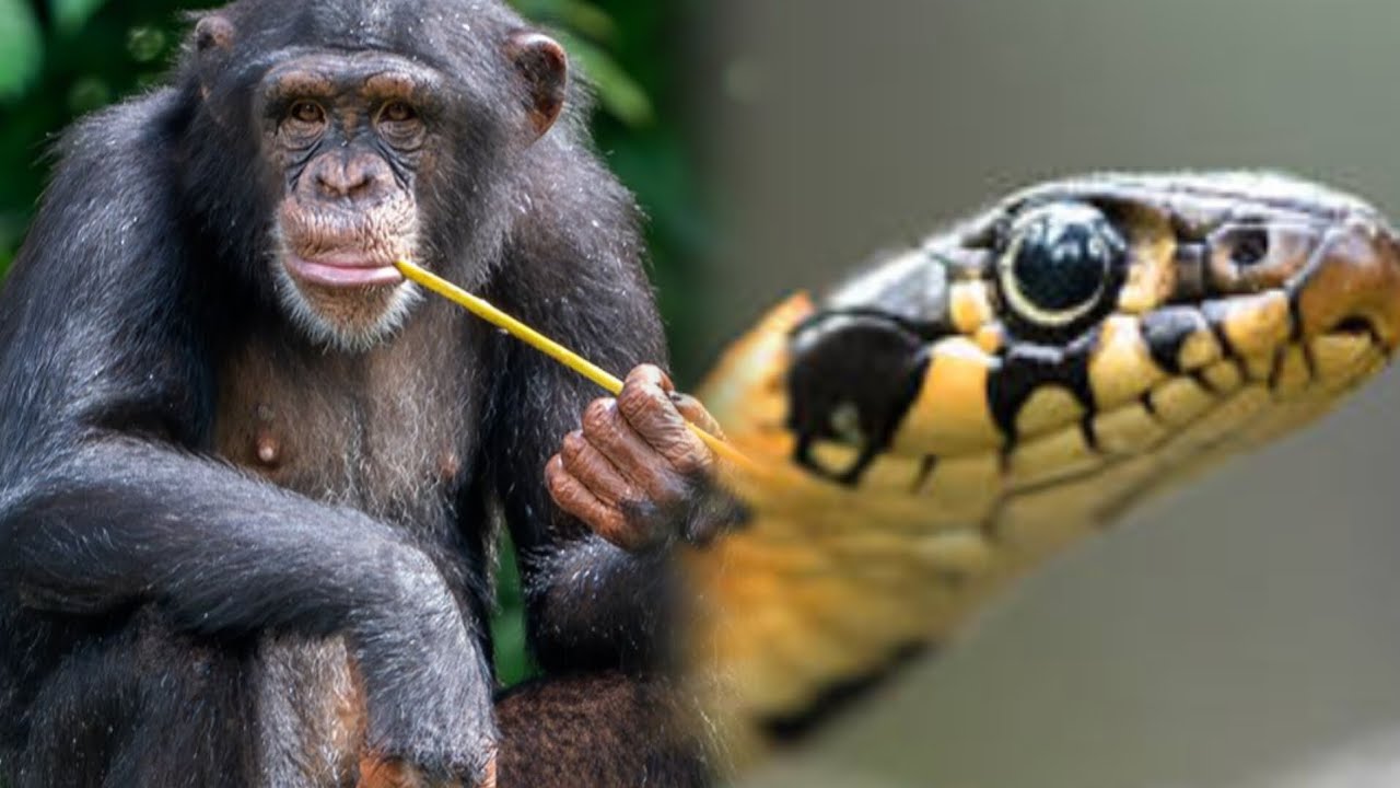 A visit to Kumasi Zoo prt2 #zoo #tour #tourism 