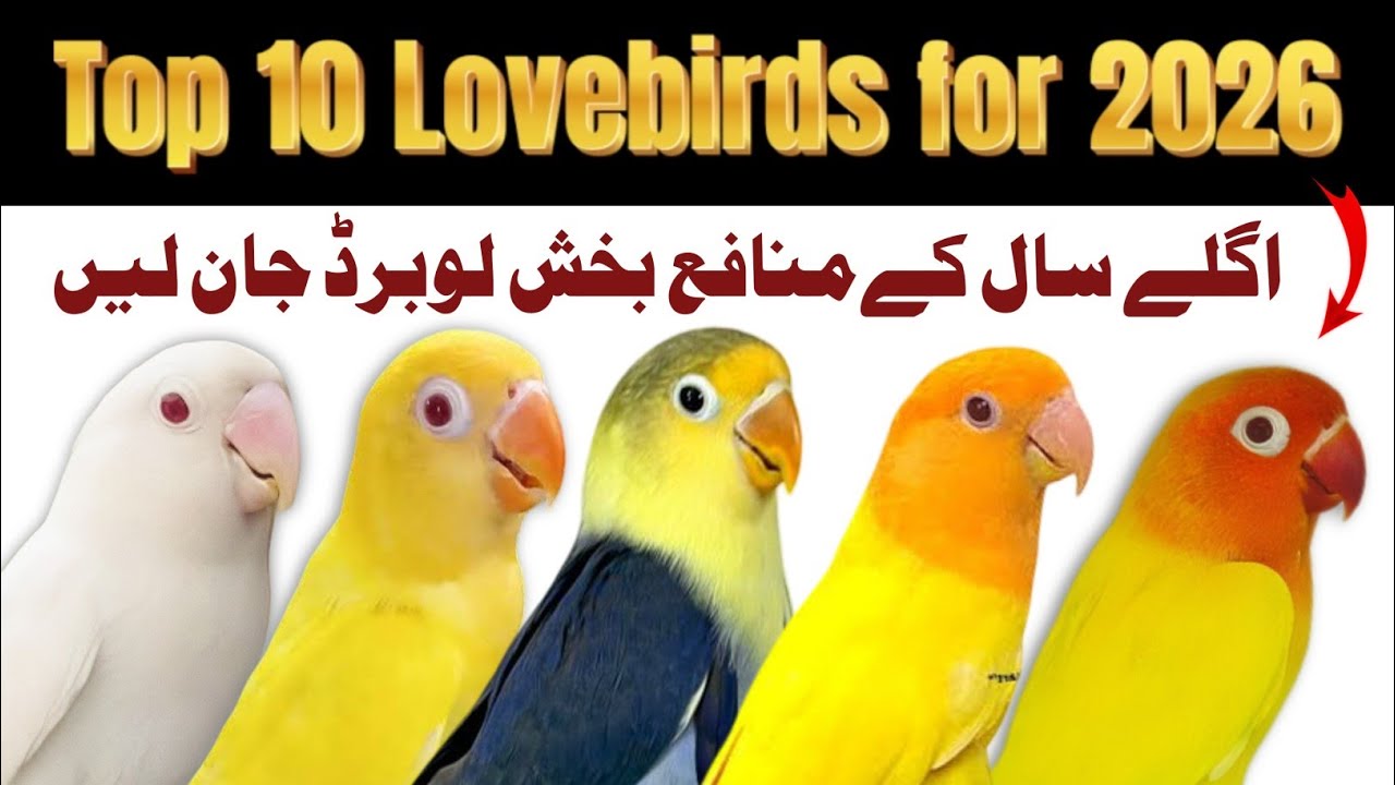 Top 10 profitable lovebirds for 2026 | best love birds for business