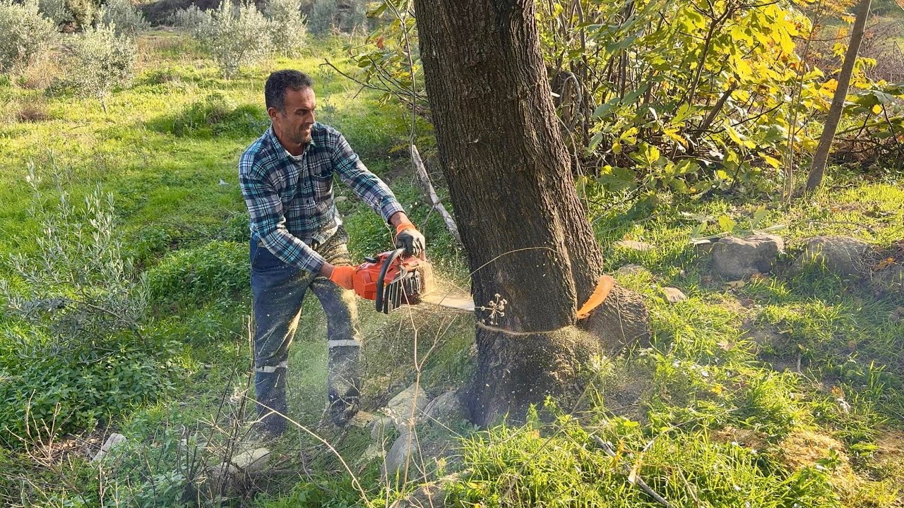 Ağaç Keserken Başımıza Gelenler | Pahalıya Patladı ‼️