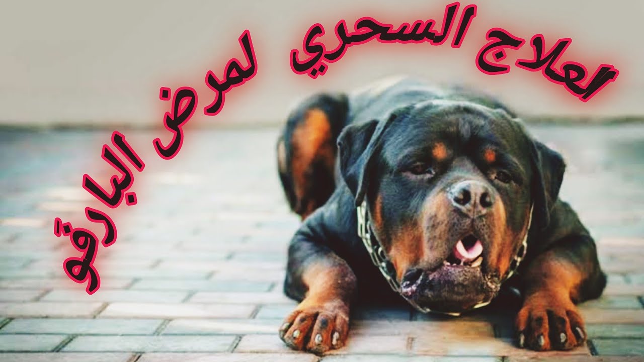 مرض البارفو في الكلاب | و كيفية تجنب مرض البارفو | مع سر علاج البارفو أخطر فيرس يصيب الكلاب