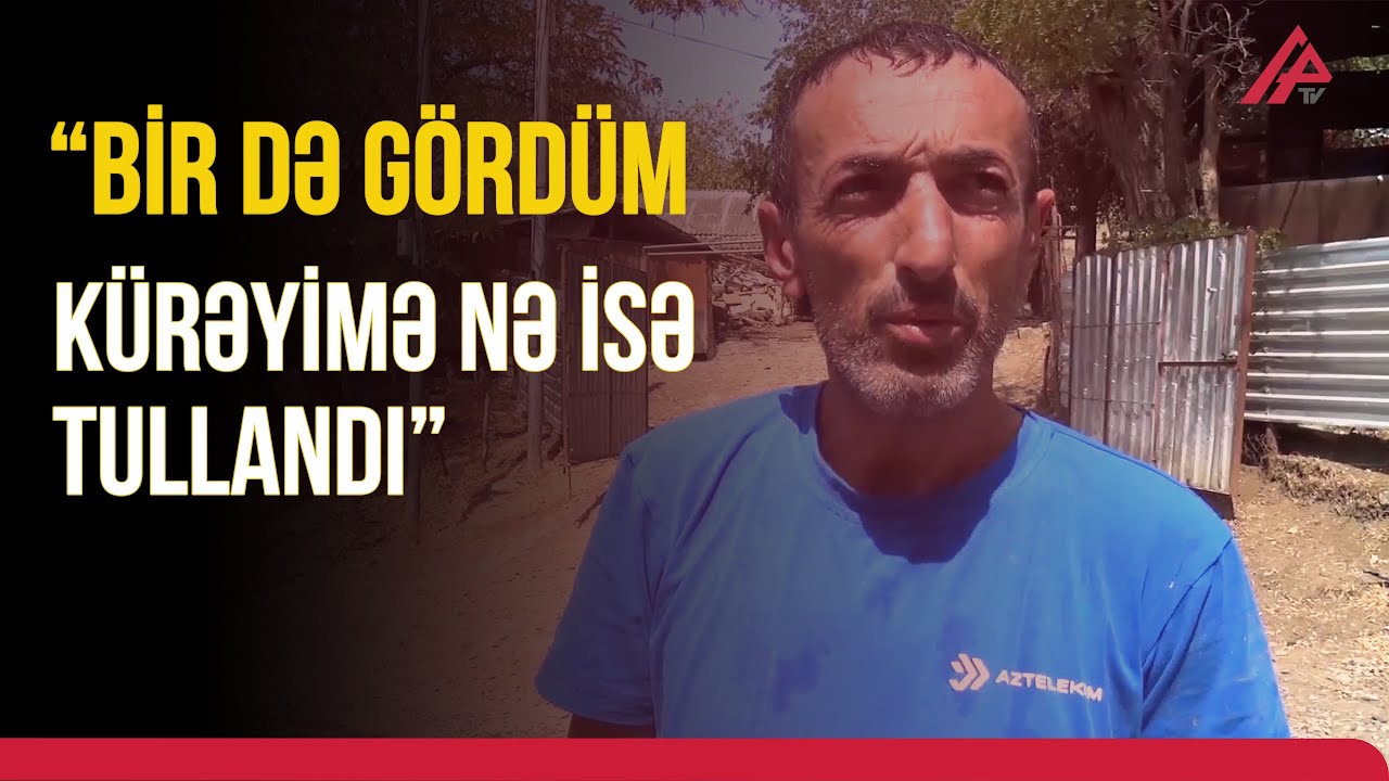 Cəlilabadda Çaqqal kəndə hücum edib 3 nəfərə xəsarət yetirdi  - APA TV