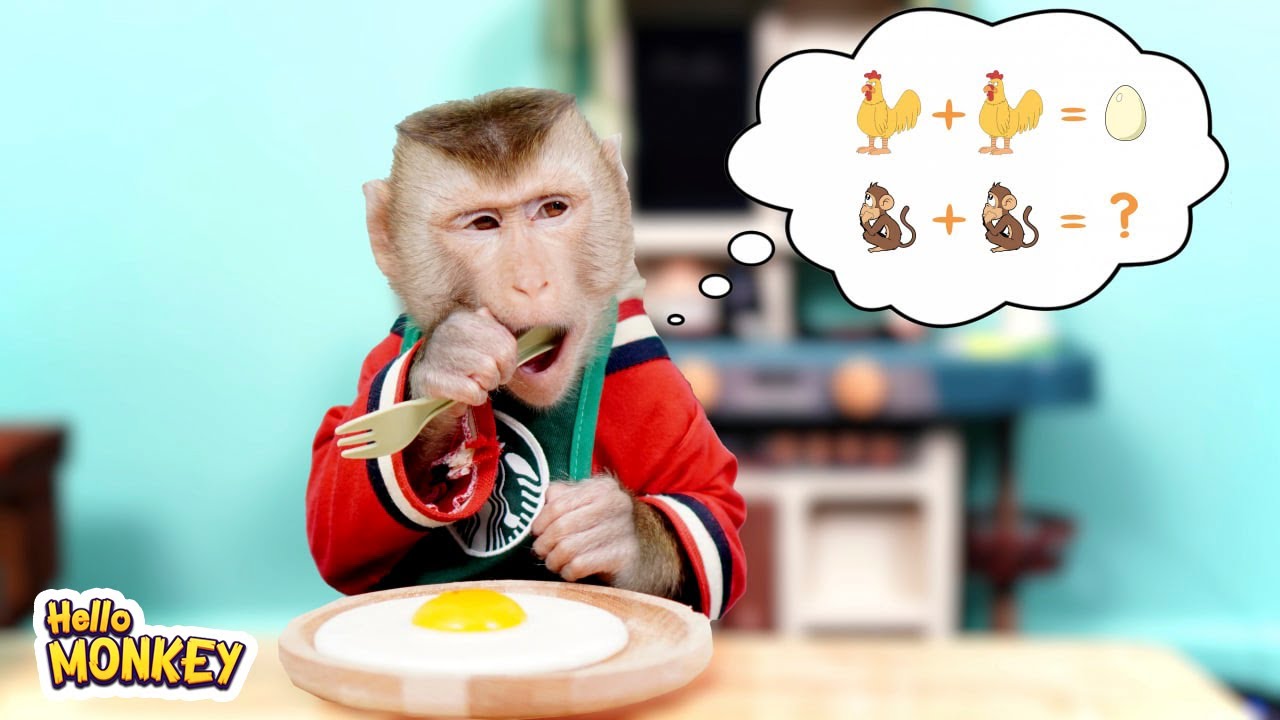 Monkey Bobo Know How To Cook Fried Eggs