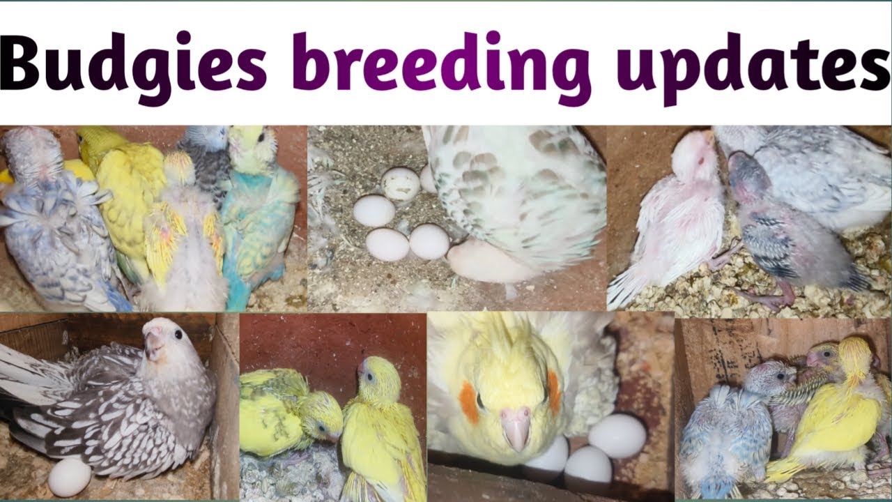 Budgies breeding update in Tamil | #pettalkies #budgiesbreeding #lovebirds #budgieschicks #budgies