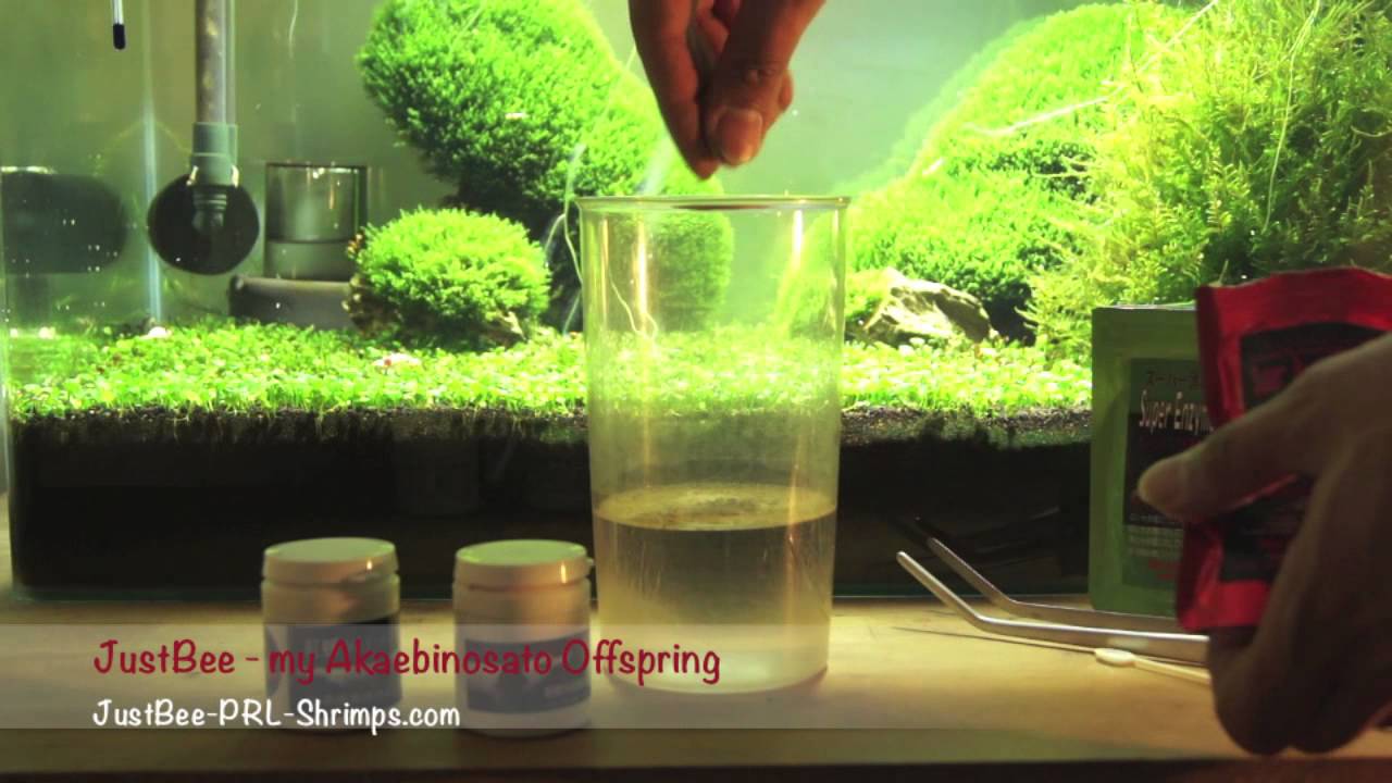 JustBee-PRL-Shrimps-Feeding-Tip incl. Mixing of products