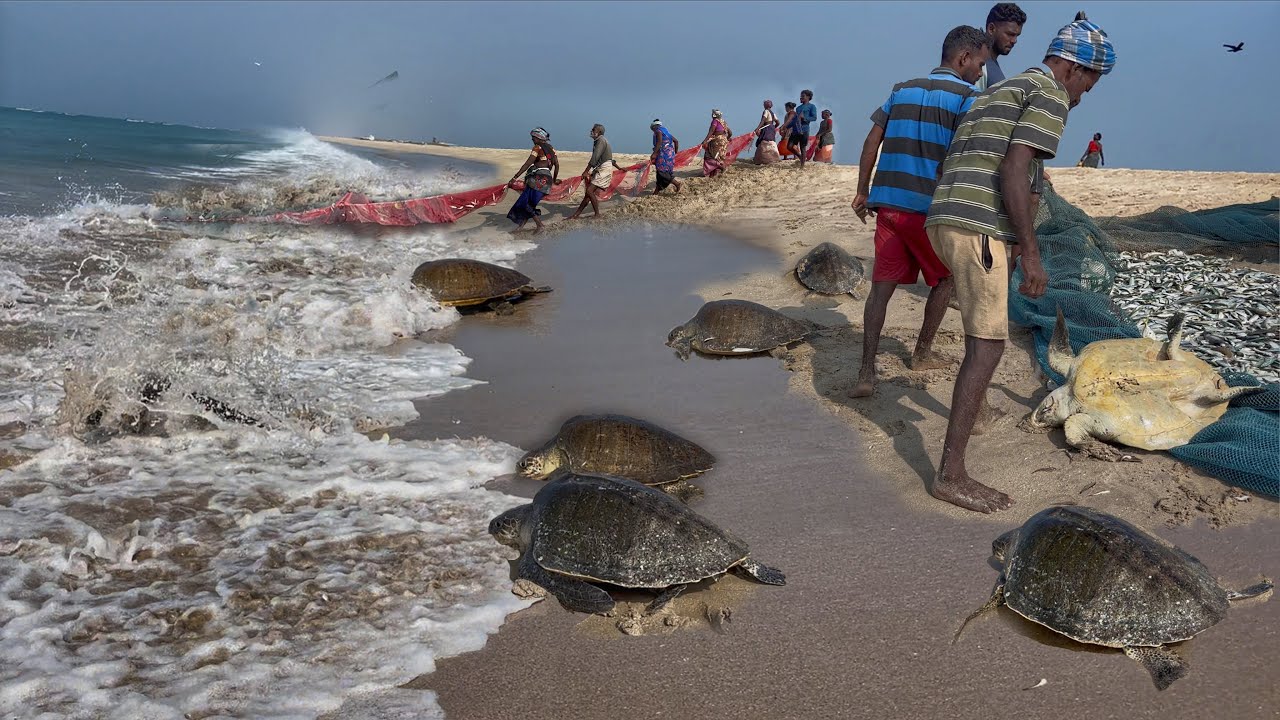 🐢Sea Turtle’s Rescue Mission Success👍| Lot Of Fish Caught 💢Dhanushkodi Biggest Fish Catching in Sea🌊