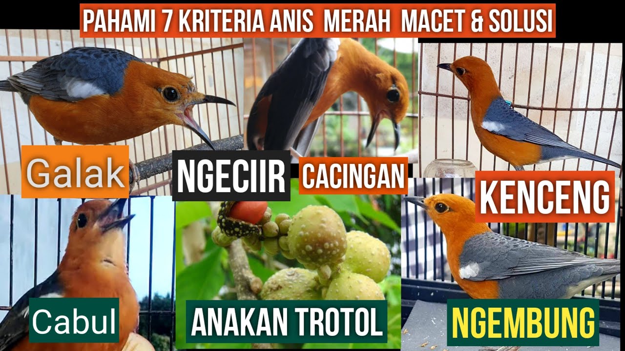 7 Penyebab ANIS MERAH MACET ,yg perlu di ketahui