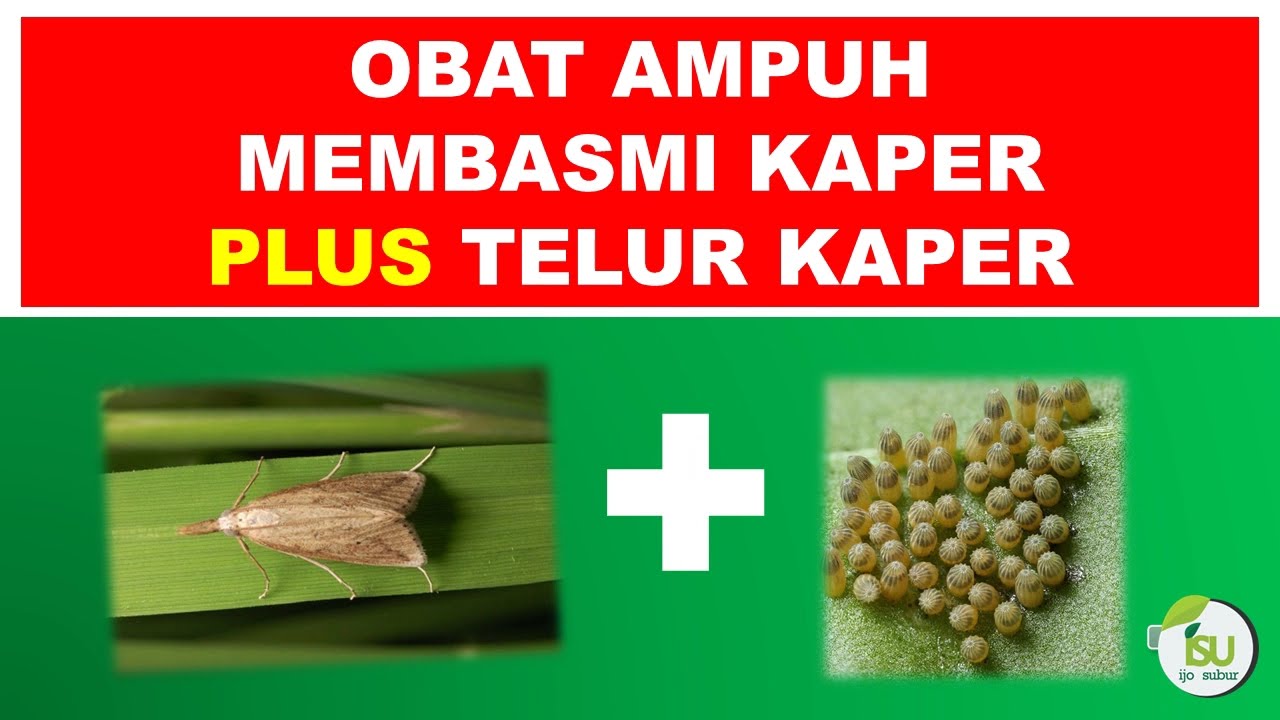 OBAT KAPER PALING AMPUH 