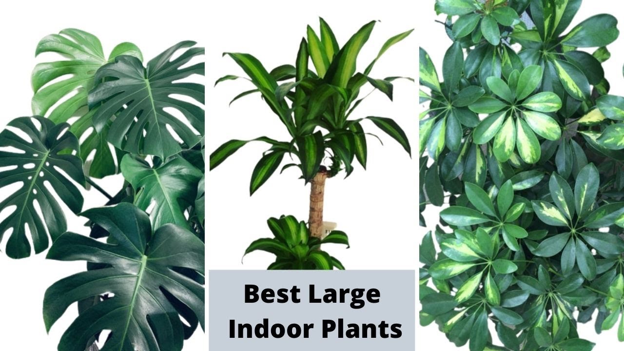 13 Best Large Indoor Plants // Tall Houseplants for Home // Giant House Plants // Top Floor Plants