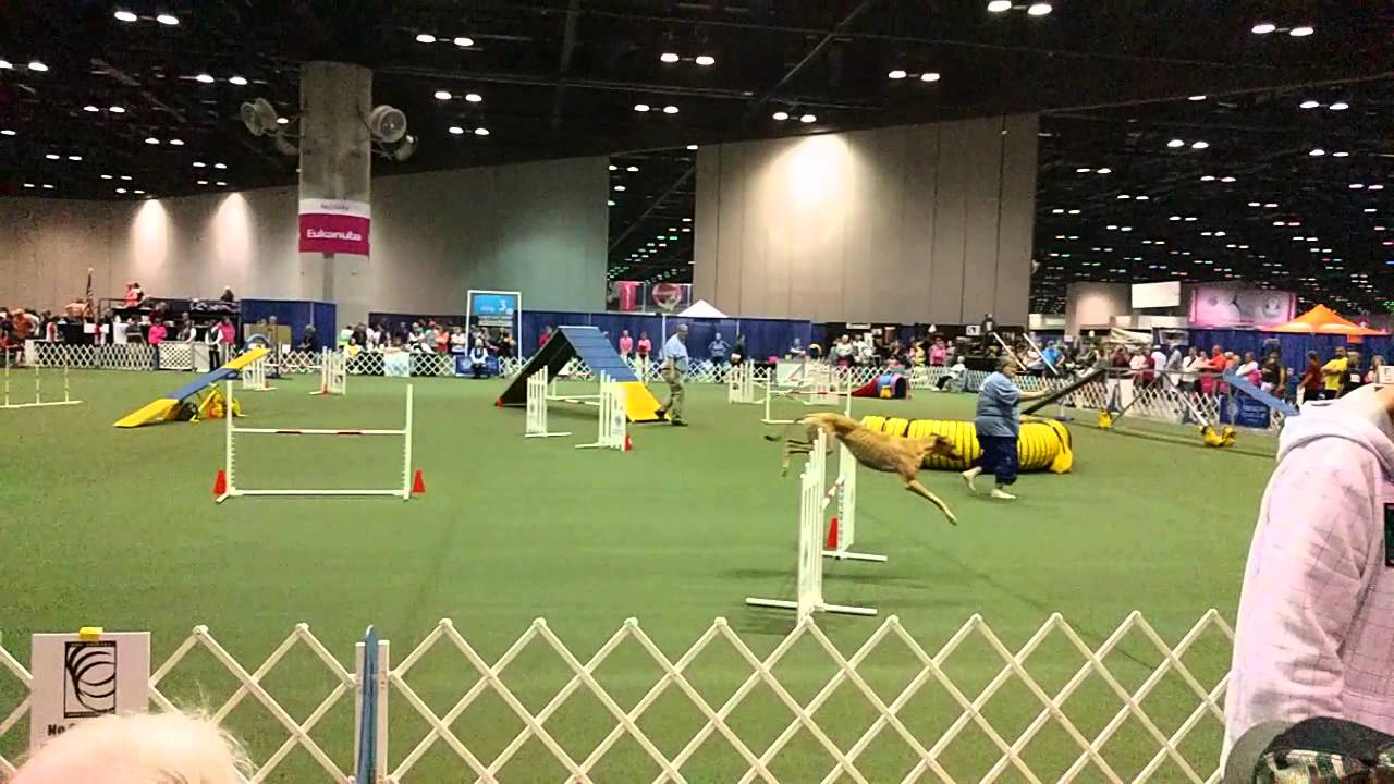Greyhound Agility Slo-Mo