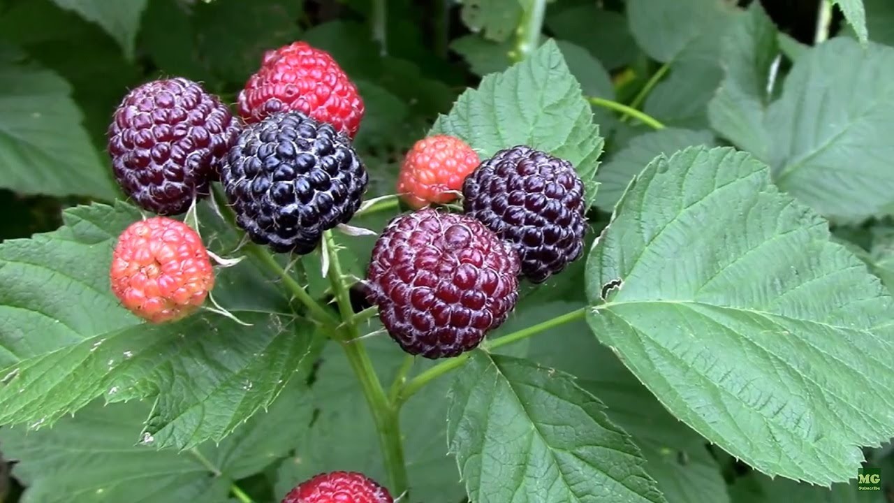 Jewel Black Raspberries. From One Cane to a Full Patch in a Few Years.