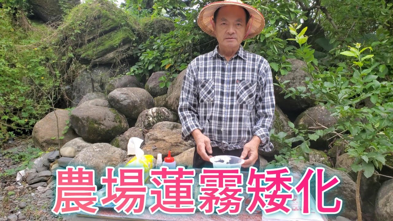 蓮霧矮化、打頂、修剪、量產、採收、防颱、防病蟲害、樹型、日照、通風、的關鍵【老四農場】