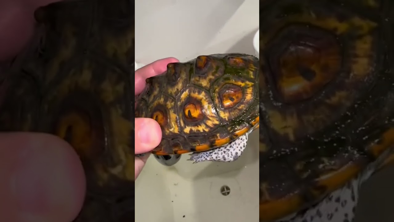 INCREDIBLE Turtle Shell Scrub! 😱🐢