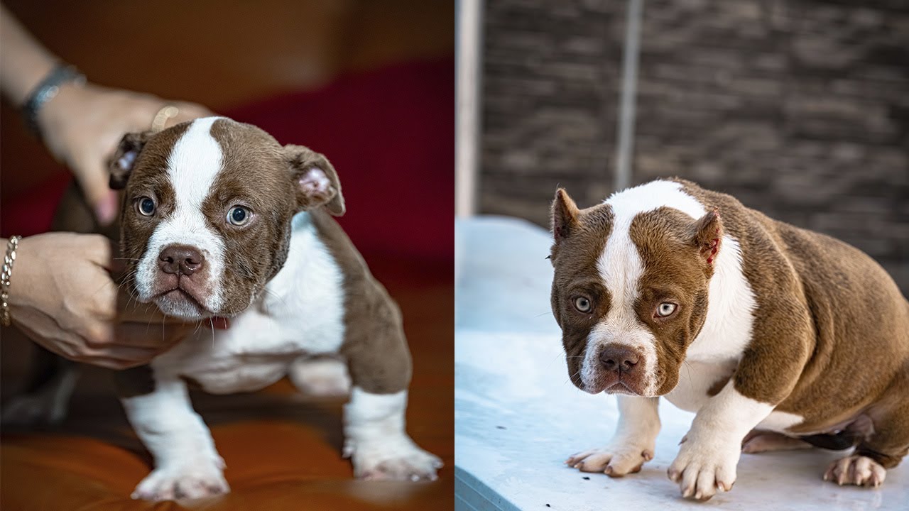 Corte De orejas ANTES/DESPUES American Bully