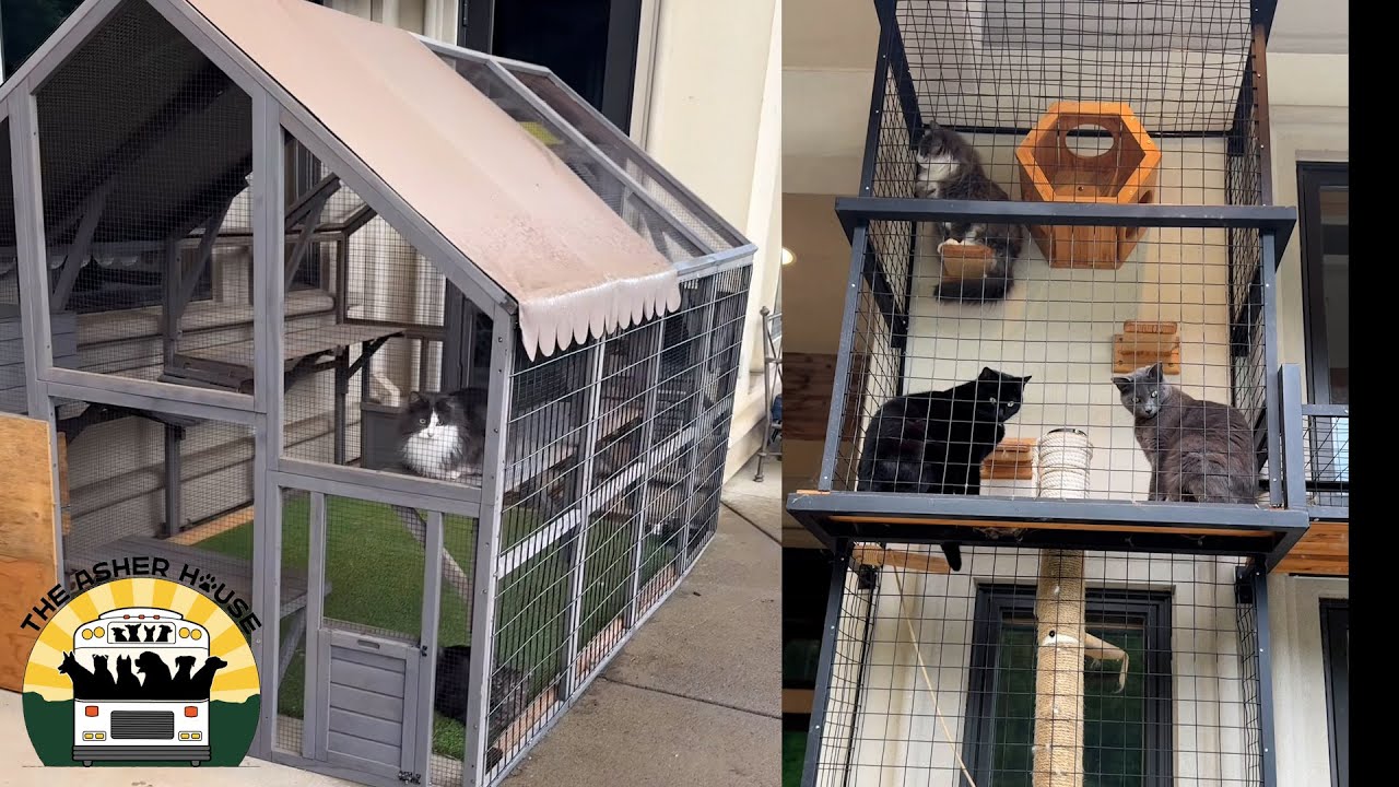A full tour of the cat room and catio at the sanctuary | The Asher House