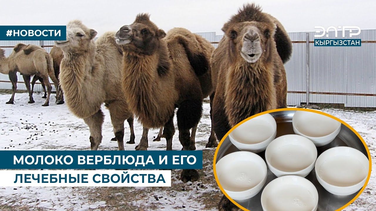 МОЛОКО ВЕРБЛЮДА И ЕГО ЛЕЧЕБНЫЕ СВОЙСТВА