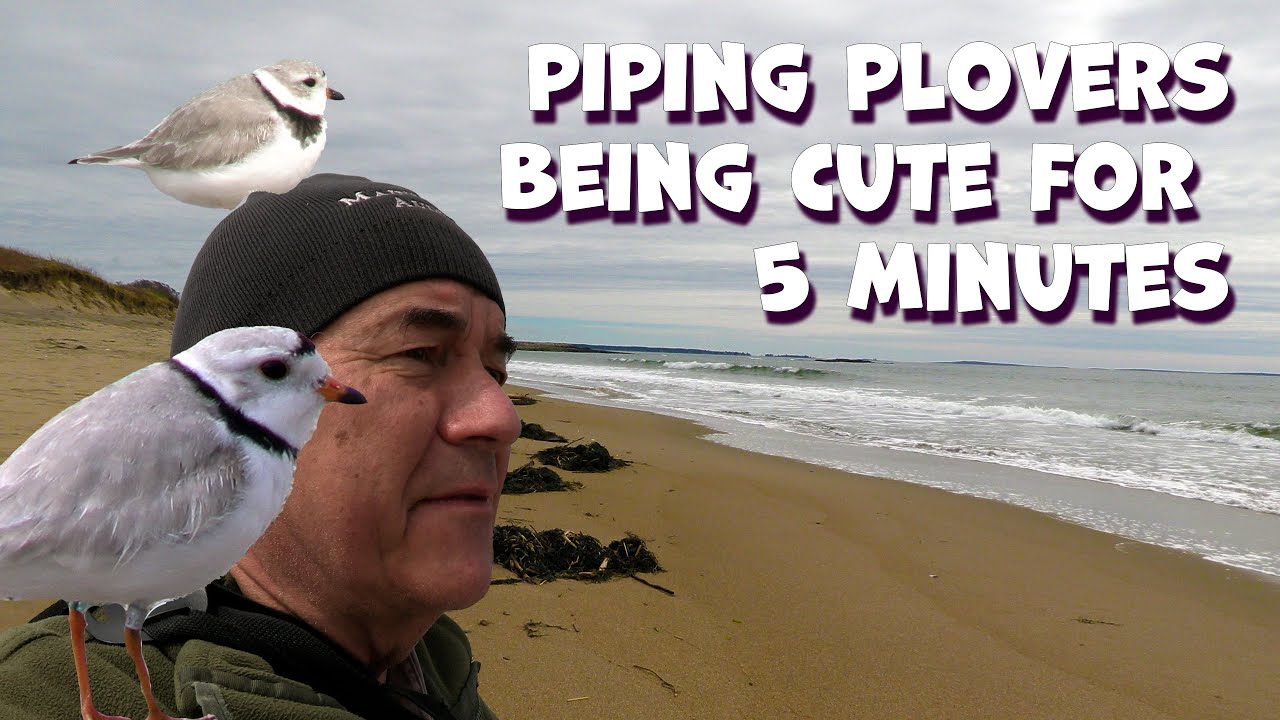 PIPING PLOVERS being CUTE for 5 minutes.