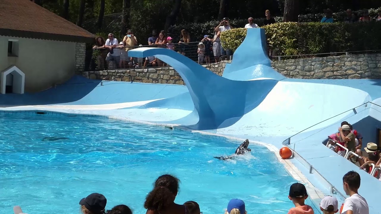 Spectacle d'otaries Zoo De La Palmyre (Partie 1) 2018