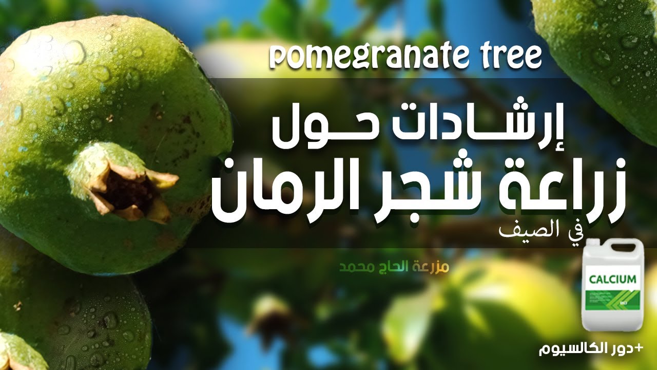 ســـر النجـاح في زراعـة شجر الرمـان : نصائح مجربة | POMEGRANATE TREE