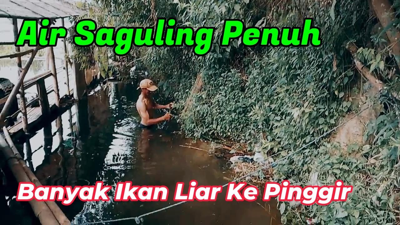 Air Saguling Penuh Banyak Ikan Ke Pinggir Auto Full Strike || Mancing Saguling Terbaru