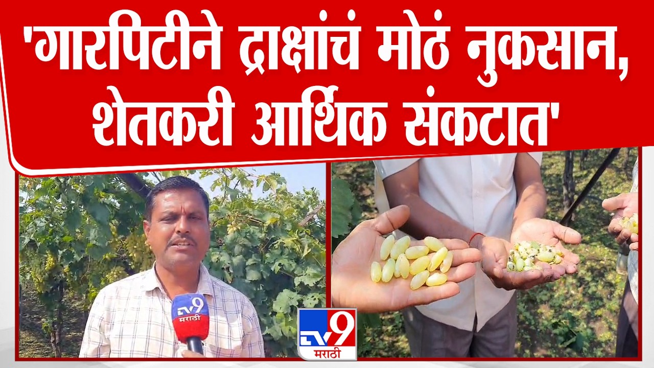 Sangli | 'गारपिटीने द्राक्षांचं मोठं नुकसान,शेतकरी आर्थिक संकटात'