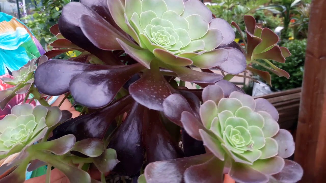 Consigli pratici su come coltivare l'aeonium arboreum rubrum
