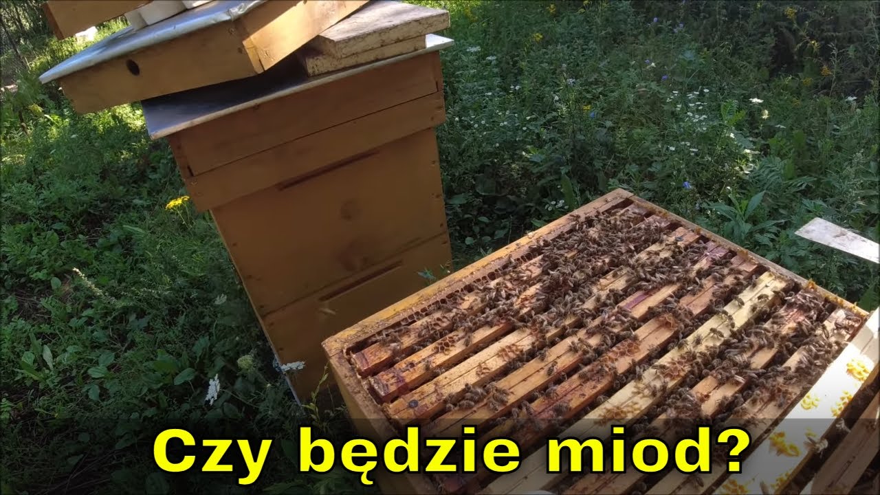 Sytuacja przed nawłocią. Jest szansa na ostatni miód?