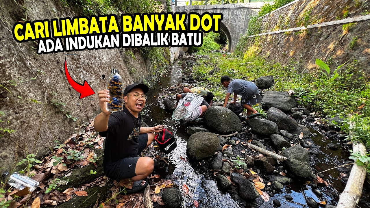 CARI LIMBATA BANYAK DOT DI MUSIM KAWIN? ADA INDUKAN DIBALIK BATU