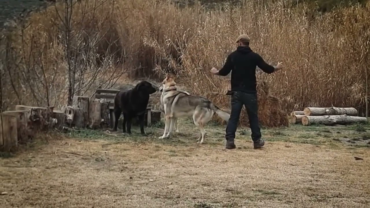 **MASTERCLASS HUNDESOZIALISATION 02**  **Tschechoslowakischer Wolfshund: 2 Jahre alt und 50 kg**