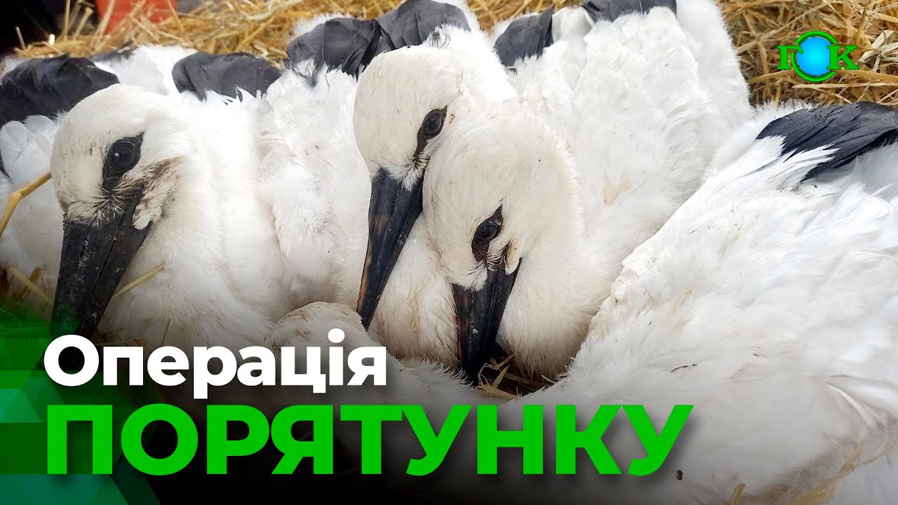 Четверо лелеченят отримали шанс на життя