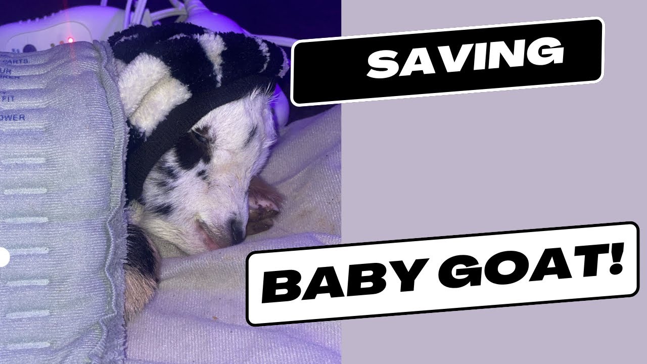 Saving a Baby Goat From Hypothermia!