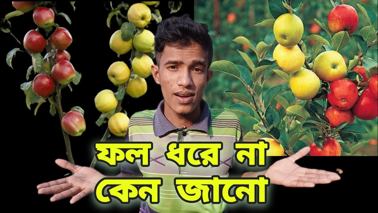 ফল ধরে না কেন জানো ? | How to viral Vlog on YouTube Video's | My First Vlog on YouTube Video's 