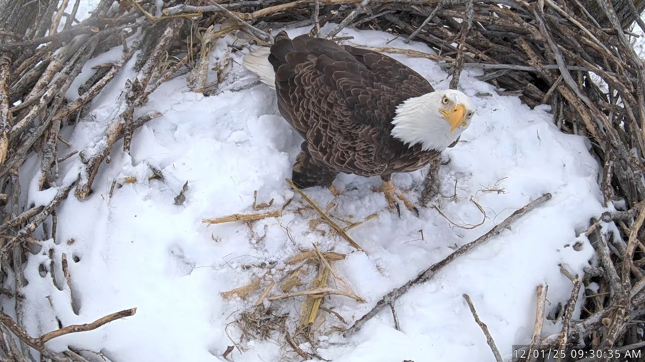 LIVE Missouri River Bald Eagle Cam | Nest Watch 24/7