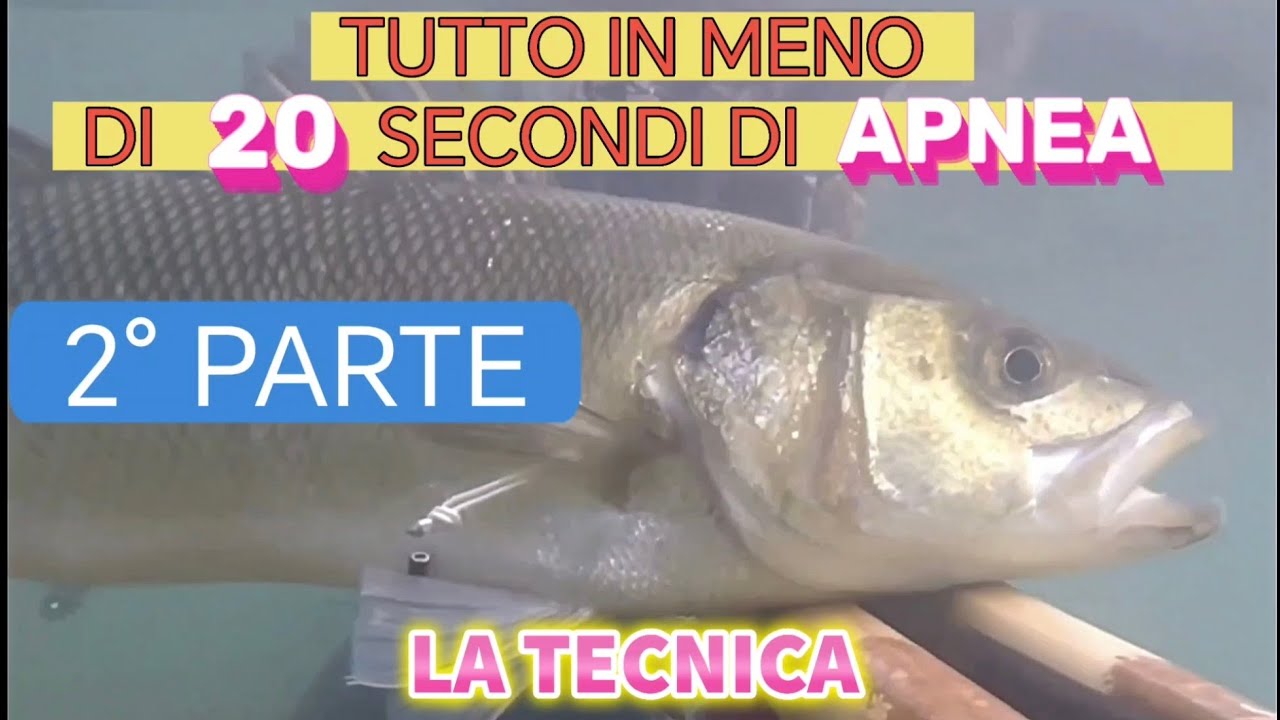 Pesca Sub: PRENDERE PESCI IN MENO DI 20 SECONDI di APNEA nel basso fondo in 1-2 metri d'acqua
