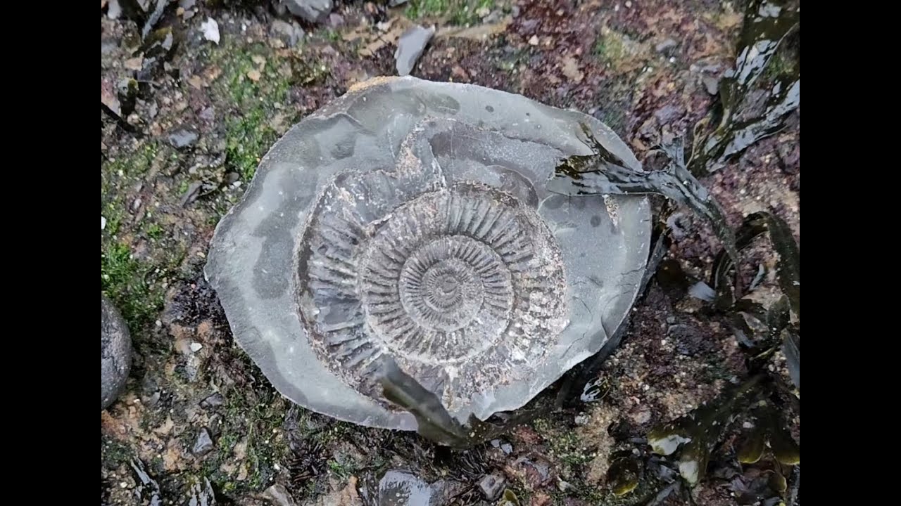 Decent splits fossil hunting in Whitby 23/01/26