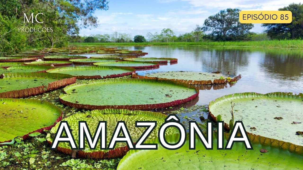 AMAZÔNIA - Vida selvagem na maior floresta tropical do mundo