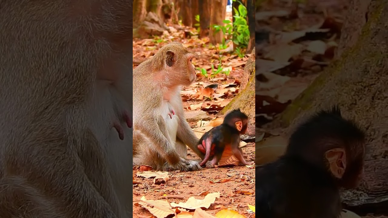 Baby Monkey's First Steps Are The Most Adorable Thing You'll See Today! #cute #babymonkey
