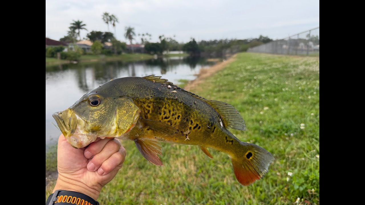 Catch your first peacock bass in Florida - I wish people told me before but I got lucky