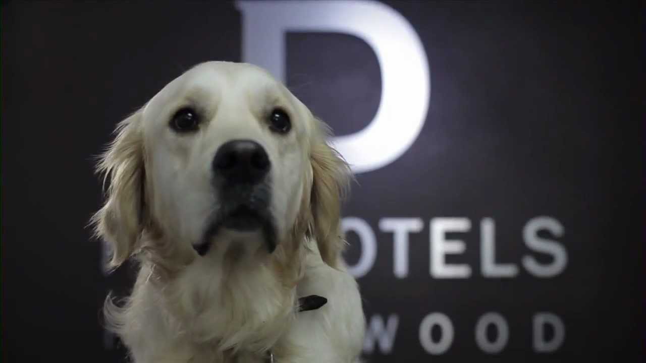 D Pet Hotels Press Reel