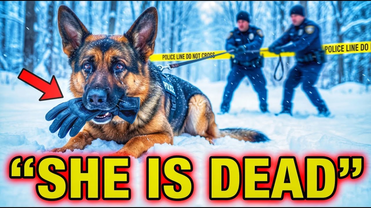 Police Tried to Drag the K-9 Away… She Was Dead