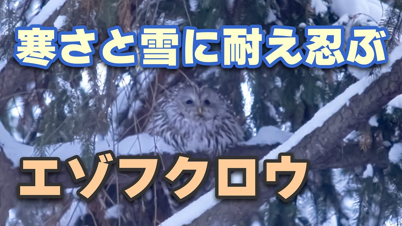 旭川、冬の気配｜しんしんと降る雪の中で寒さに耐え忍ぶエゾフクロウ