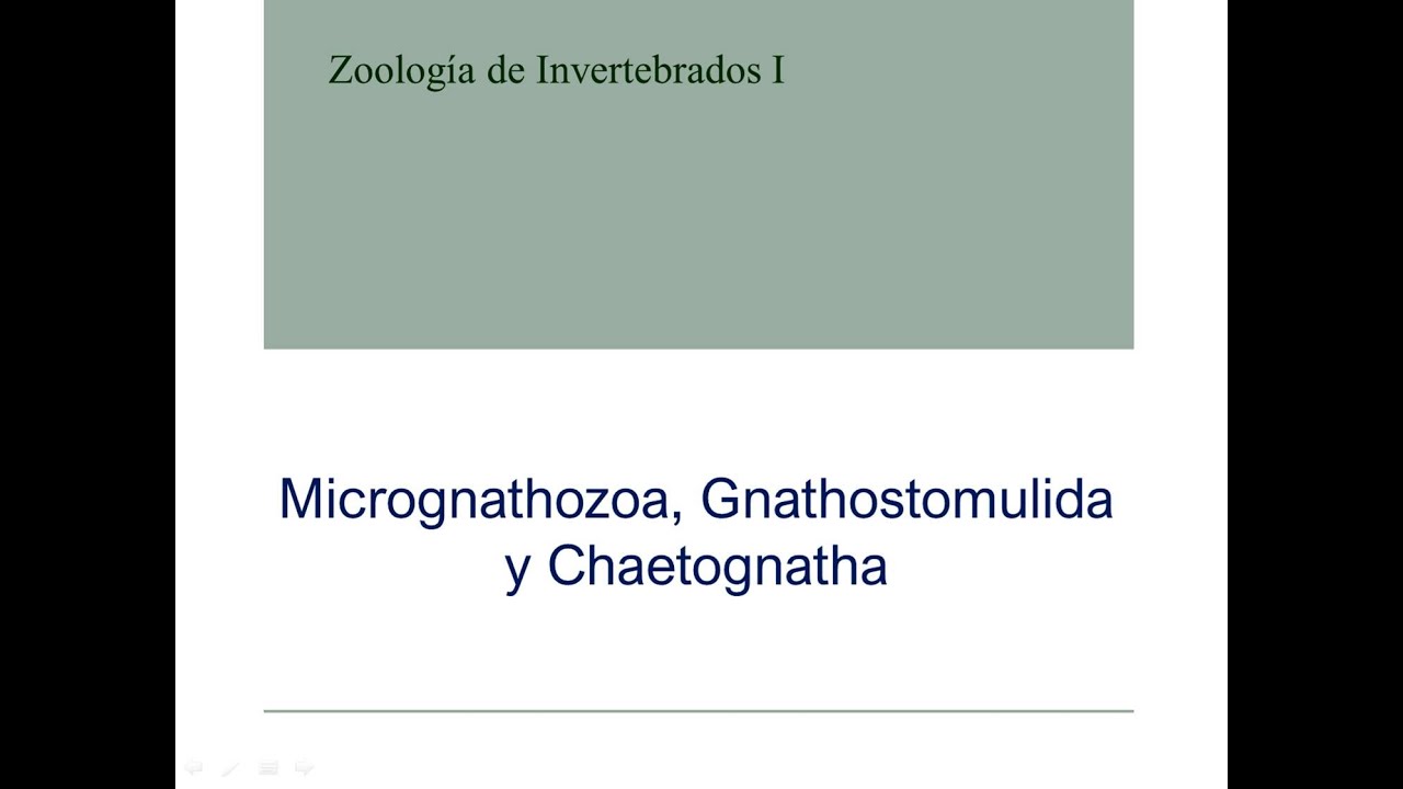 Micrognathozoa, Gnathostomulida y Chaetognatha
