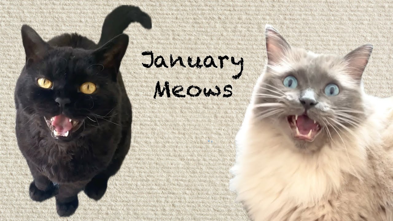 January Meows Compilation