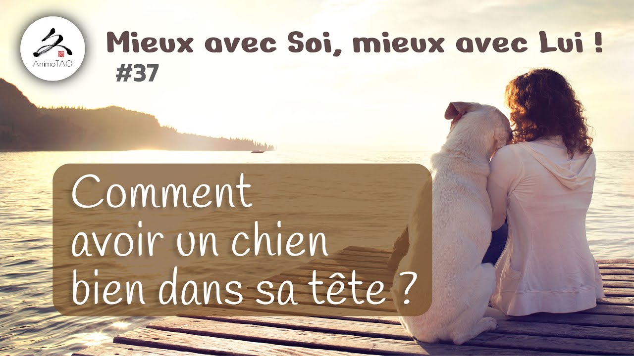 #37-1 - Comment avoir un chien zen et  bien dans sa tête ? Un exemple concret avec Jean-Luc