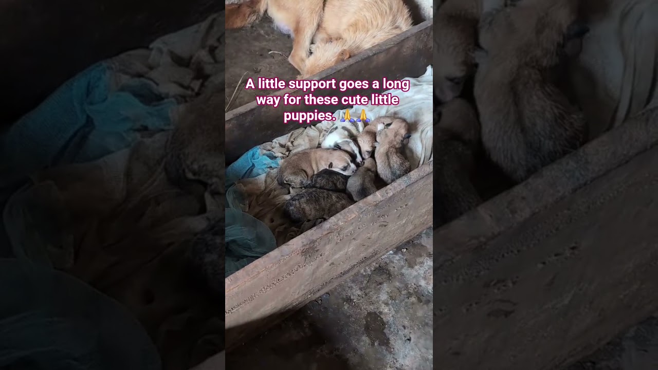 Every donation helps to take care of our rescues. #dog #puppy #puppylove #straydogs #dogrescue