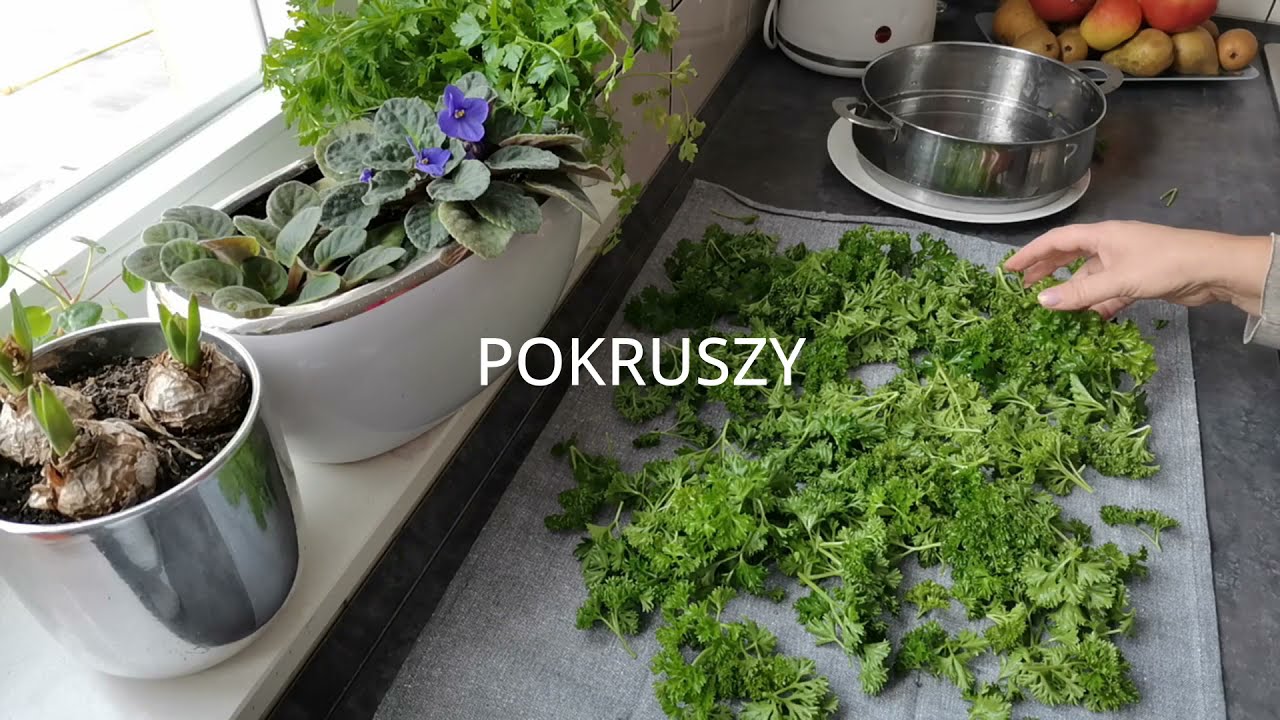 NATKA PIETRUSZKI  jak ją umyć - jak przechowywać Jak ją suszyć i mrozić? domowe - sprawdzone sposoby