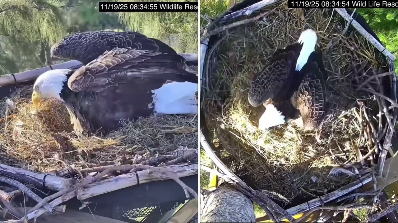 [SEFL R Nest] Ron Wingslapping (11/19/2025)