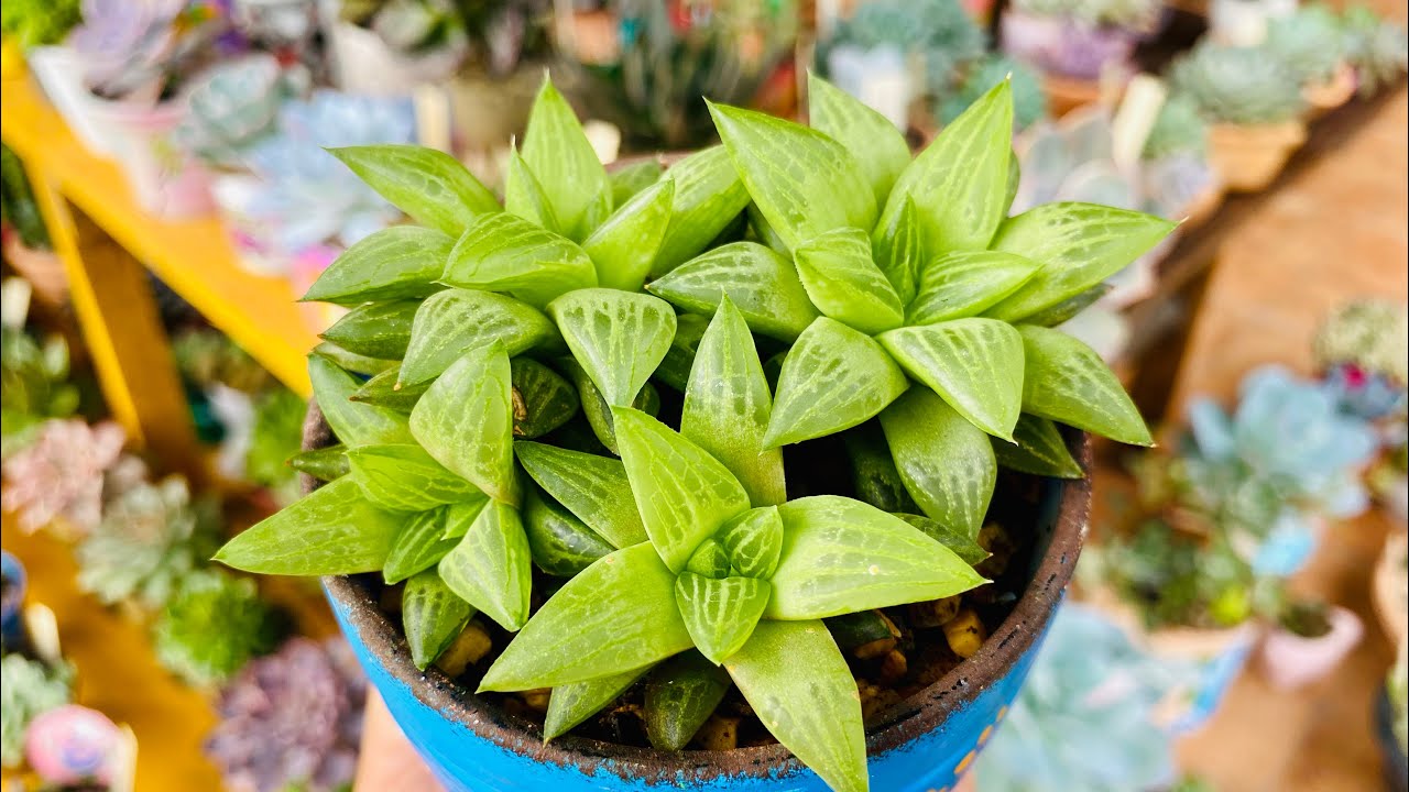 20 SUCULENTAS PARA VOCÊ CULTIVAR A MEIA SOMBRA