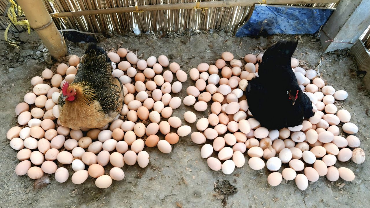 2 INDIAN Hens Harvested Many Eggs To baby CHICKS - Natural Egg hatching